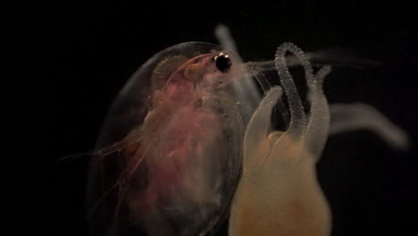 microscopic daphnia is caught in a hydra's tentacles