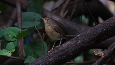 camera zooms in as this bird is facing to the left, siberian blue robin larvivora cyane female, thailand