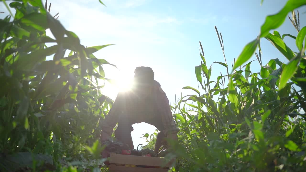 vista de gran angular del granjero que lleva una caja de vegetales orgánicos mira la cámara a la luz del sol agricultura campo de granja cosecha jardín nutrición orgánico fresco retrato al aire libre cámara lenta