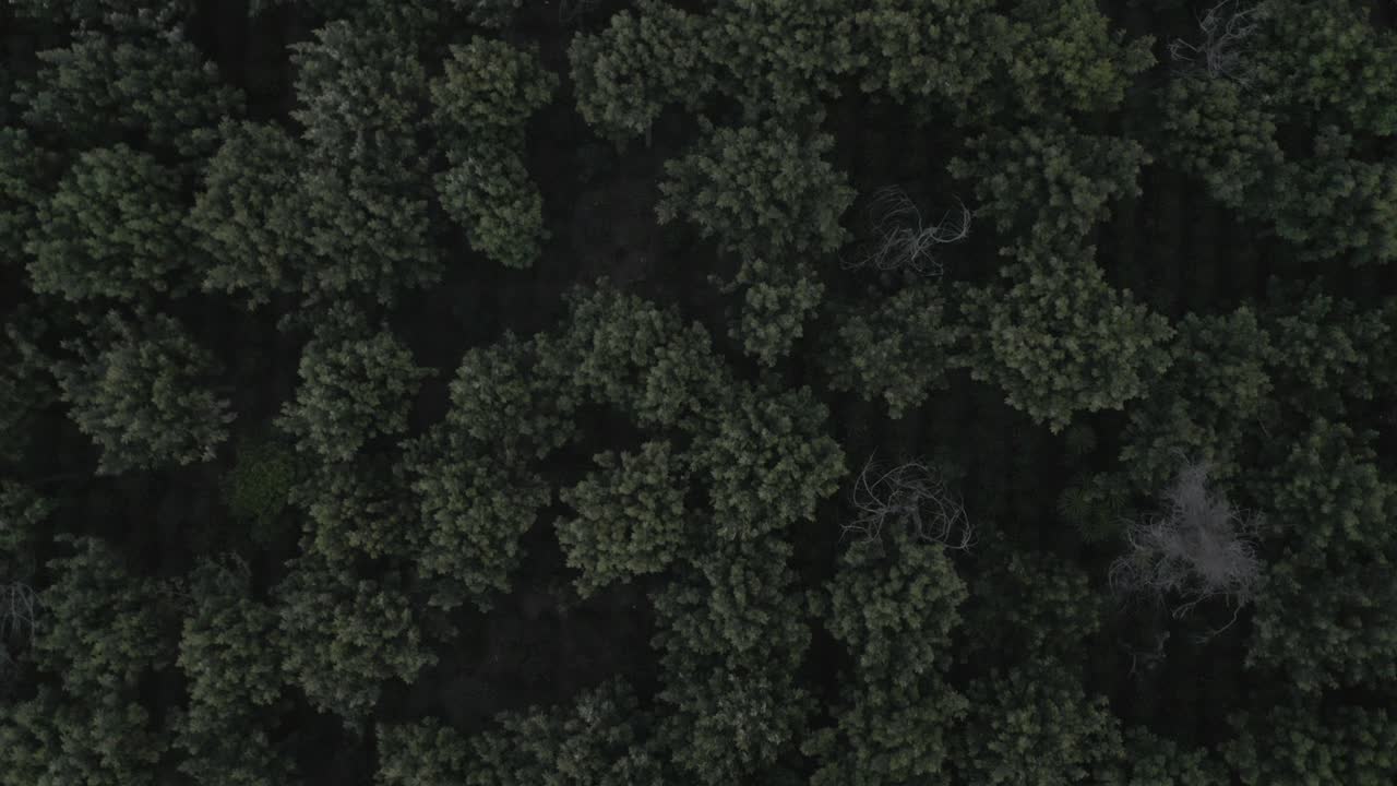 Drone aerial rising top view shot of the green forest