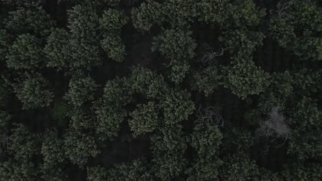 drone aerial rising top view shot of the green forest