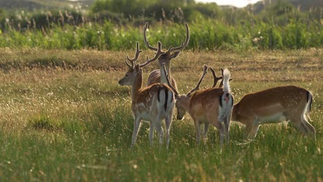 family of deers grazing on meadow with flying pollen at sunset time in netherlands - static slow motion footage