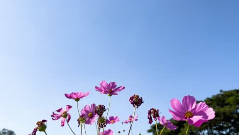 vibrant cosmos flowers under a clear sky