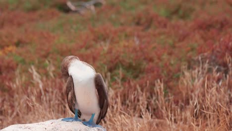 blue-footed booby resting on rock while grooming itself at north seymour, galapagos islands, ecuador