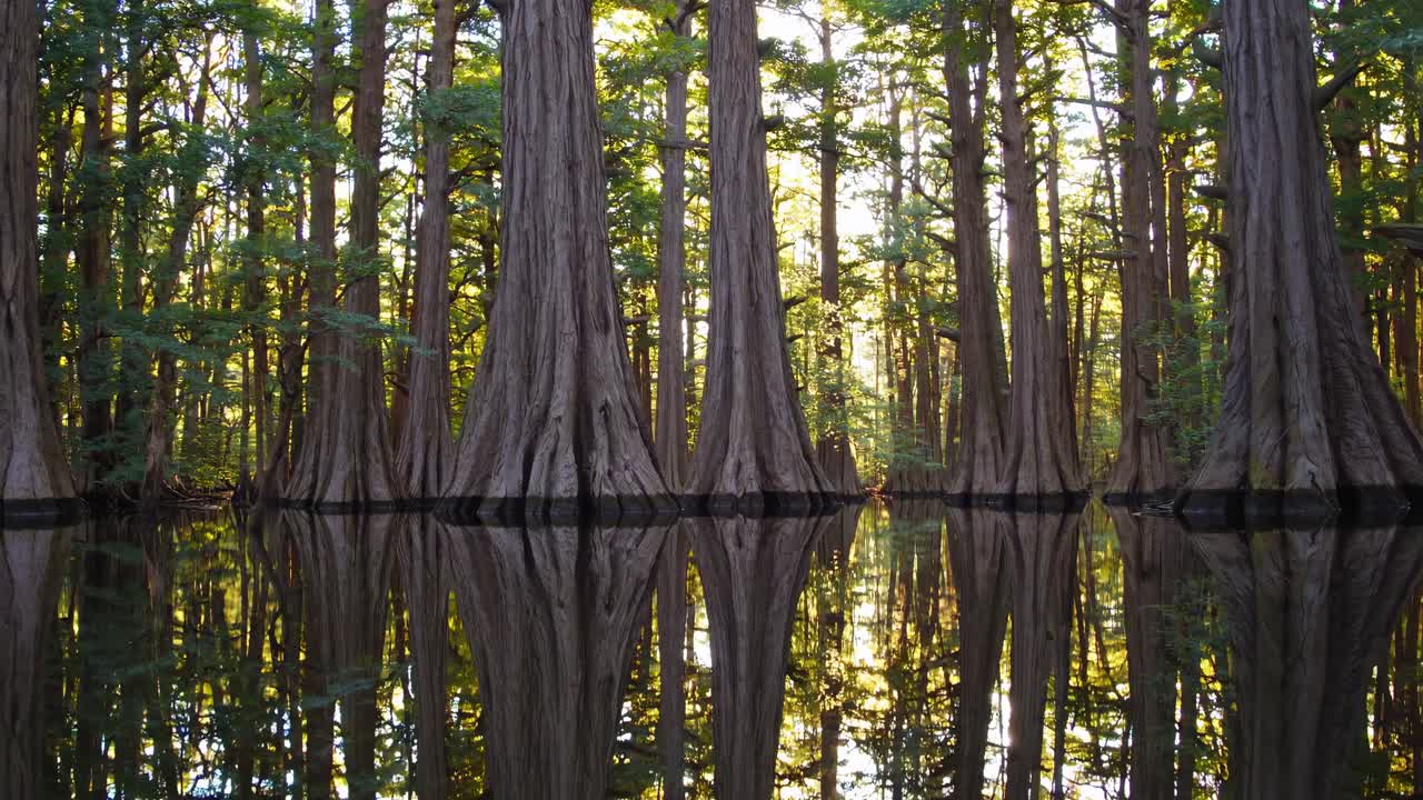 Serene forest scene with towering trees reflected in calm water, captured at eye level