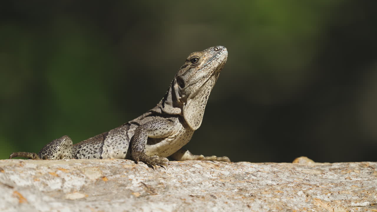 Iguana Sunbathing in Tree Close Up 2