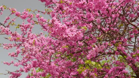 Pink-Blossom-trees-with-bees-in-springtime