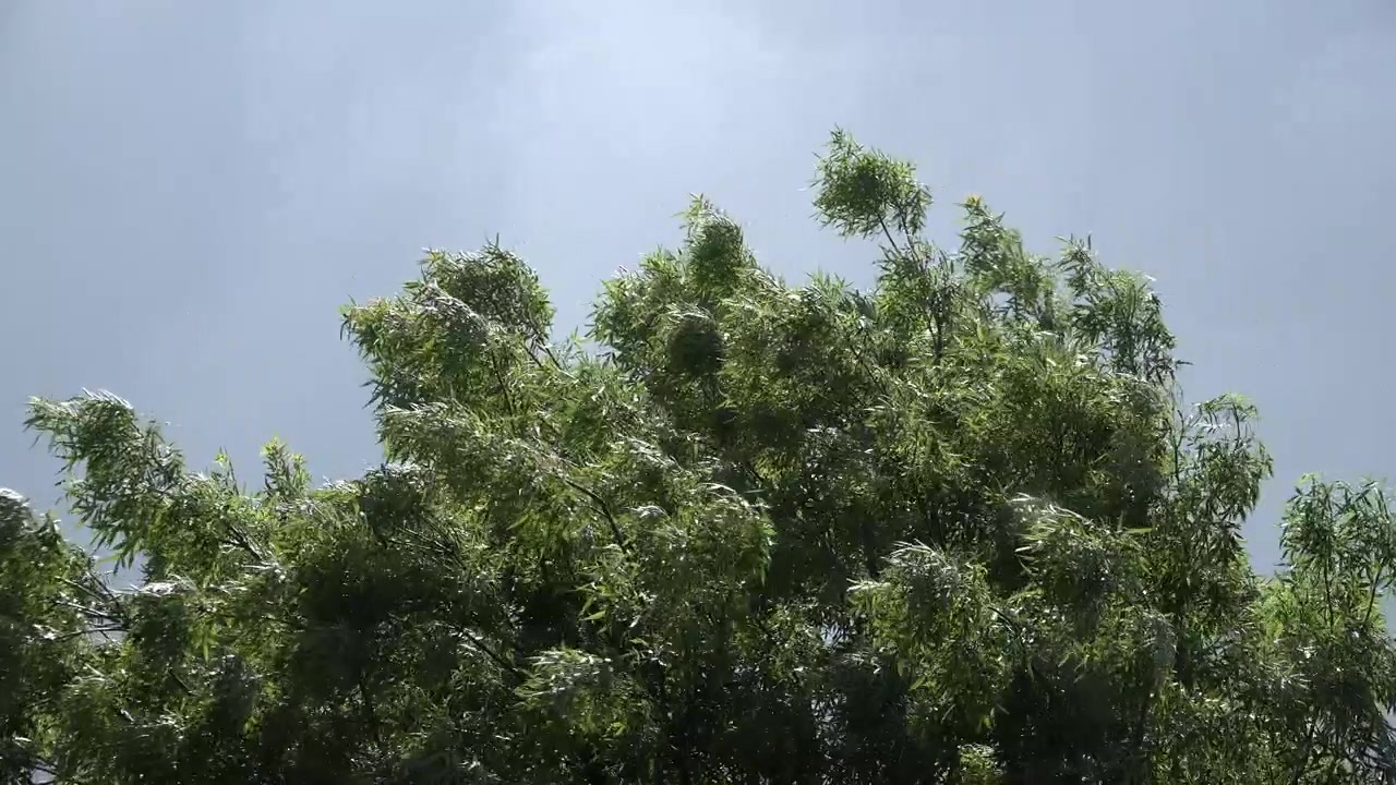 Grønne blader på tretoppgrener svinger i vinden foran en mørkegrå stormskyhimmel