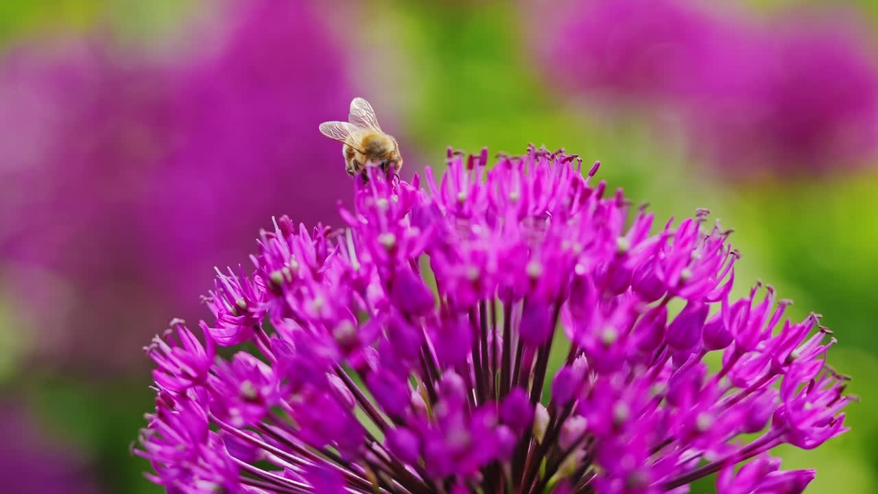 Macro view of bee gently touching chive bloom, symbolizing nature balance