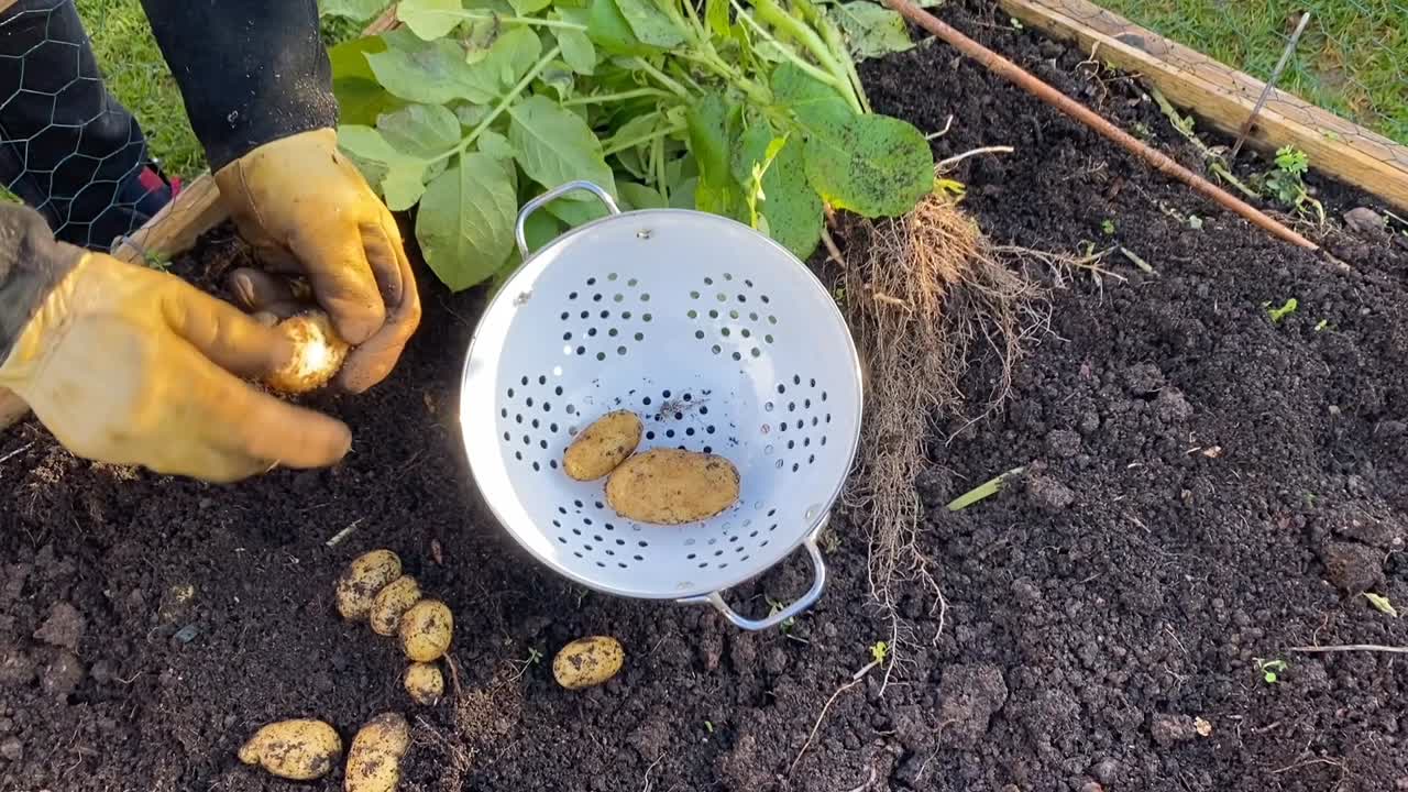 planta de patata tirada y mostrando patatas cayendo de las raíces