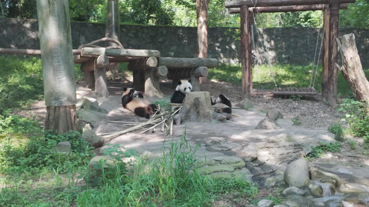 Orsi panda giganti riposano presso la base dei panda di Dujiangyan, santuario della fauna selvatica del Sichuan, Cina