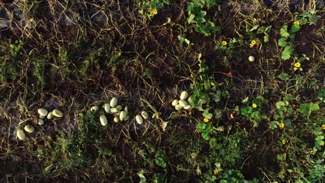 aerial camera ascending from a closeup view of butternut squash in a field with twisted vines and then ascending in to the sky