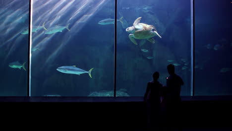 happy family looking at fish and taking pictures