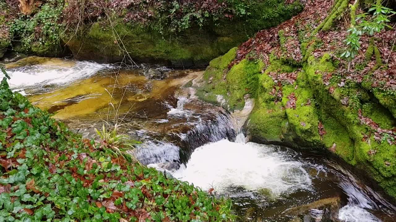 pequeña cascada y pequeño arroyo en el bosque negro, alemania