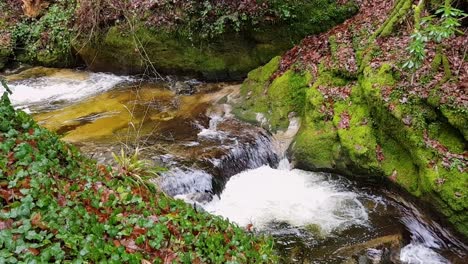 Pequeña-Cascada-Y-Pequeño-Arroyo-En-El-Bosque-Negro,-Alemania