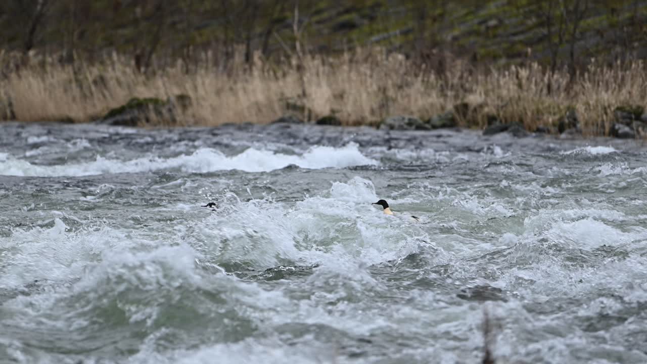 Two Common mergansers Mergus merganser swim upstream through splashing water in a fast flowing river. Slow motion highlights their strength and control