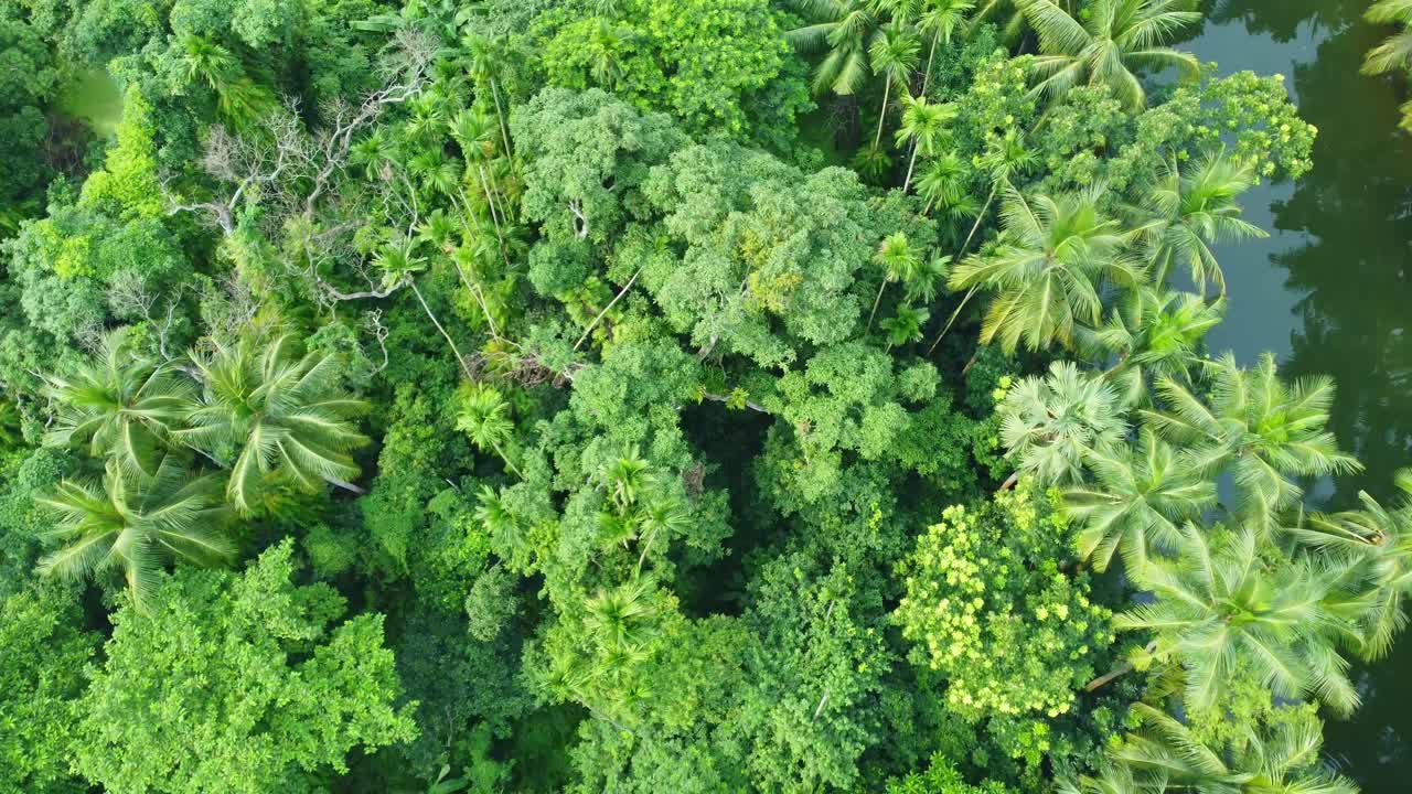 vista aérea o de drones de la jungla verde profunda-2