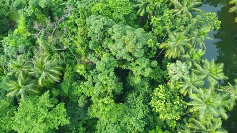 Vista-Aérea-O-De-Drones-De-Una-Jungla-Verde-Profunda-2