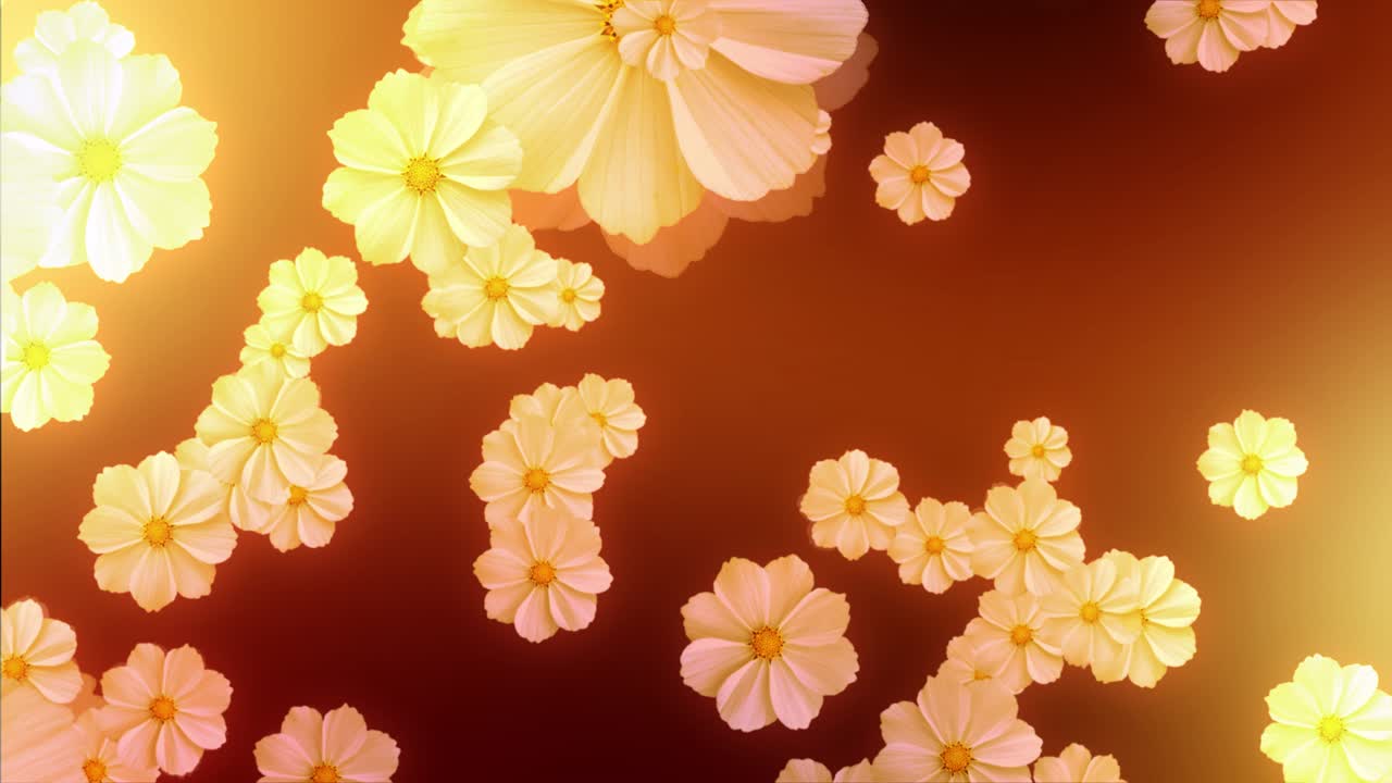 Beautiful daisy blooming sun shine through white flowers spinning background spring season video