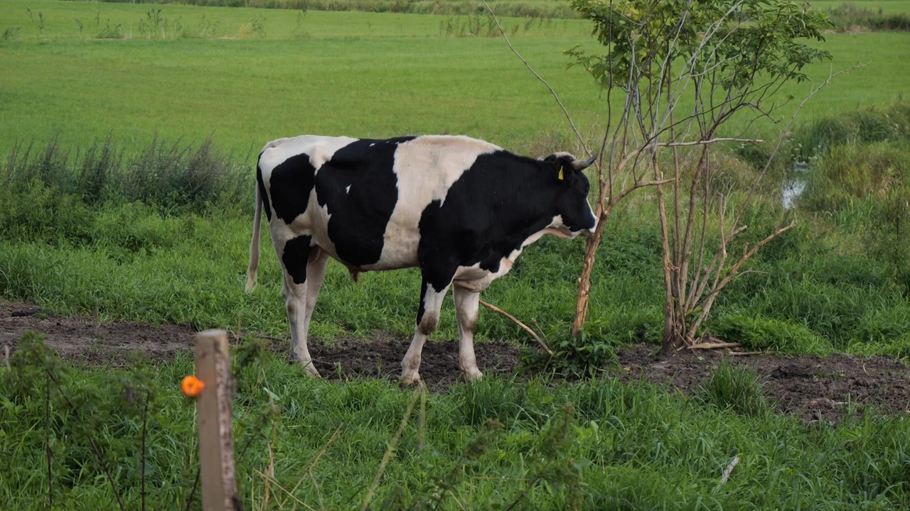 Toro maculato in piedi in un campo agricolo rurale