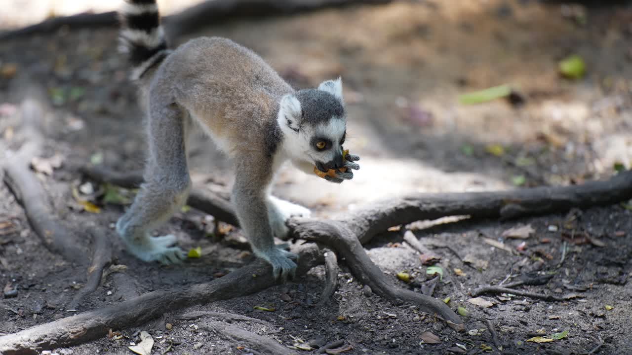 Baby Ring-tailed Lemur playing and eating in Madagascar jungle