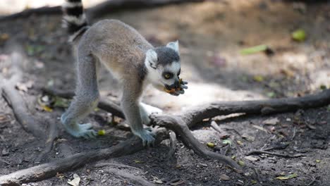 baby ring-tailed lemur playing and eating in madagascar jungle