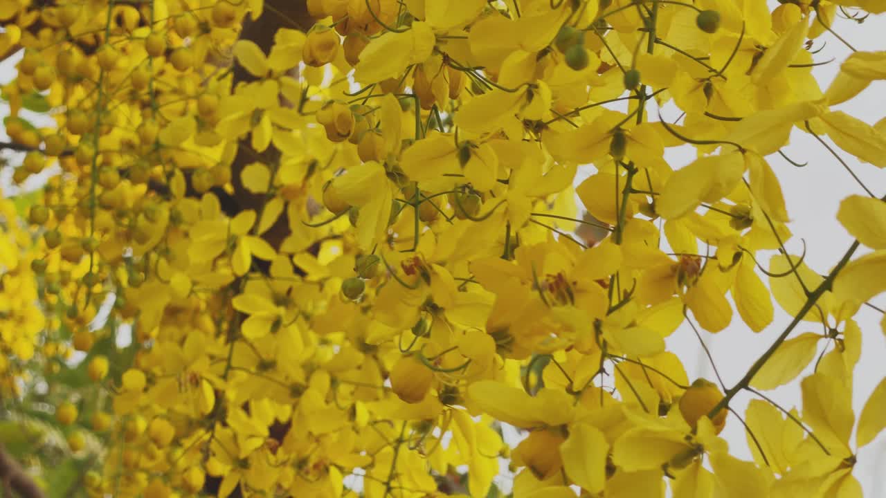 Ramme fyldt med tætte klynger af amaltas gyldenregnstræets gule blomster og knopper, levende kronblade dækker hele udsigten i et frodigt sommerblomstbillede