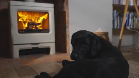 black dog wagging tail in front of lit stove in lounge