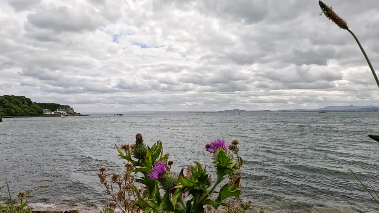 cardo con vistas al mar en aberdour, escocia