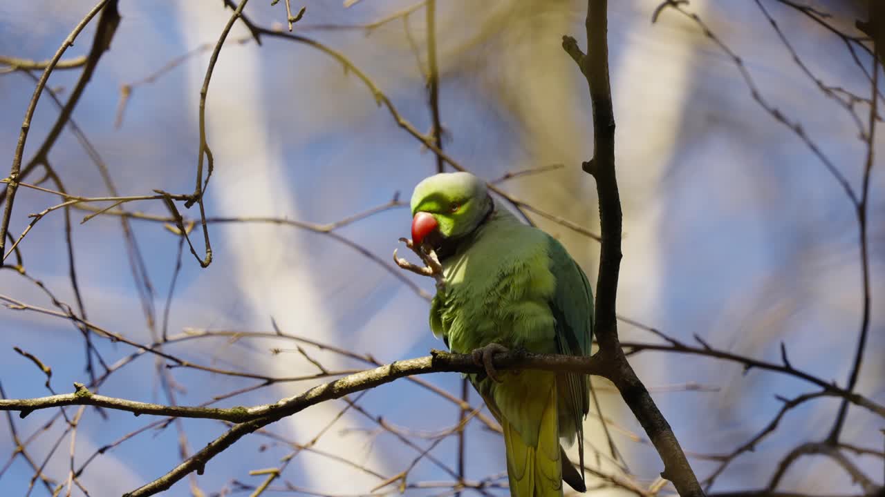 loro salvaje verde mordiendo los pies mientras está encaramado en la rama de un árbol en un clima soleado, tiro de ángulo bajo