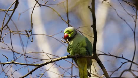 green wild parrot biting feet while perched on tree branch in a sunny weather, low angle shot