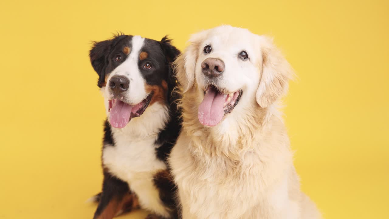 Two Friendly Dogs: Bernese Mountain Dog and Golden Retriever