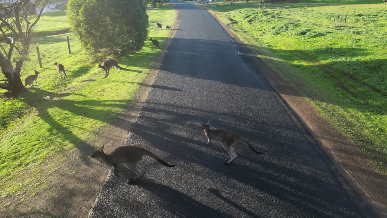Aerial backwards flight over rural road with group of Australian Kangaroos jumping and Crossing road at sunset time -Slow motion movement