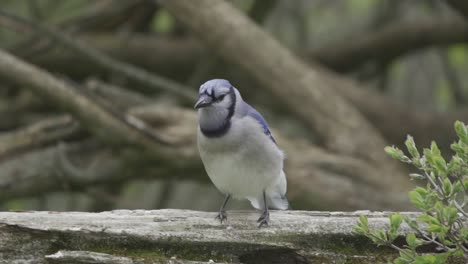 a beautiful perched blue jay sitting on a fence, looking in slow motion