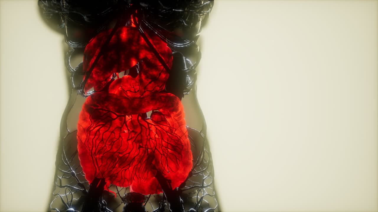 Contrast MRI of the human body organs