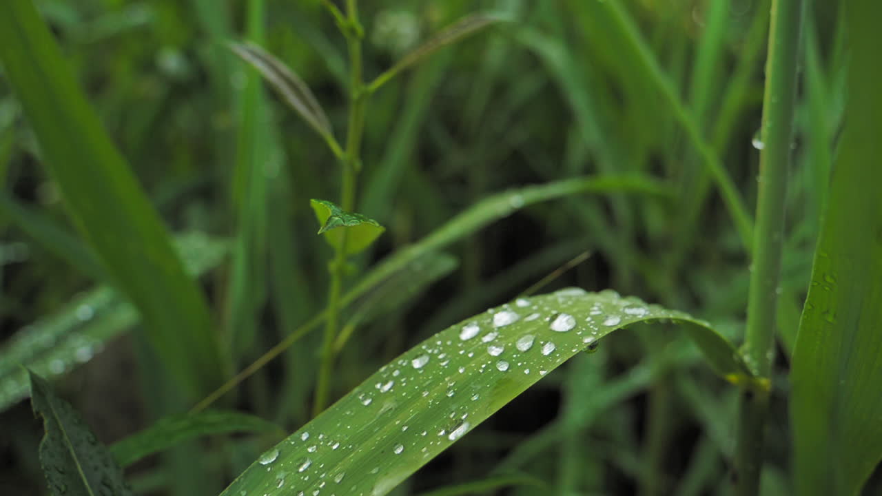 Waterdrops on a green leave shaking in the wind and rain