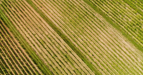 agricultura vista aérea de la producción de vide viña 4