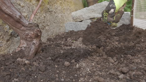 Farmer-hands-with-gloves-gardening-hoeing-the-soil-with-shovel