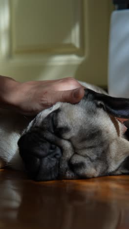 una mano cariñosa tocando a un pug dormido