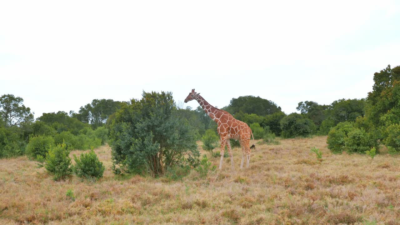 기린은 먹기 위해 사바나를 가로질러 아카시아 덤불로 걸어갑니다.