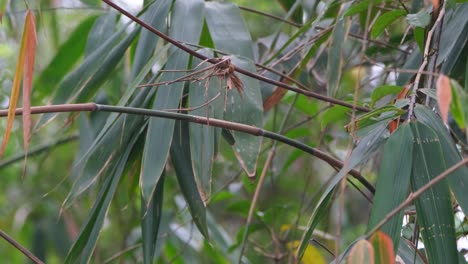 Bamboo-Patch-with-twigs-moving-with-the-wind-in-the-forest,-Bambusoideae,-Thailand