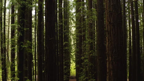 aerial dolly in dense columns of redwood tree trunks, interior of understory canopy