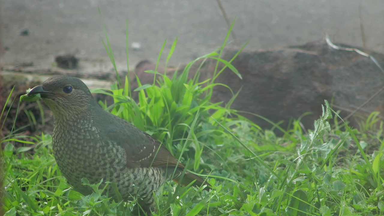 Small Bird in Green Grass