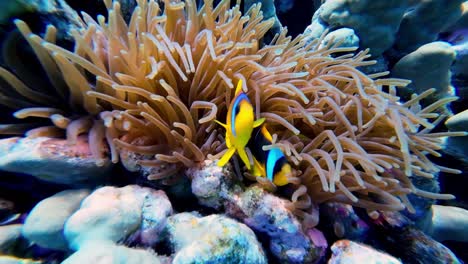 two red sea clownfish in ritteri anemone