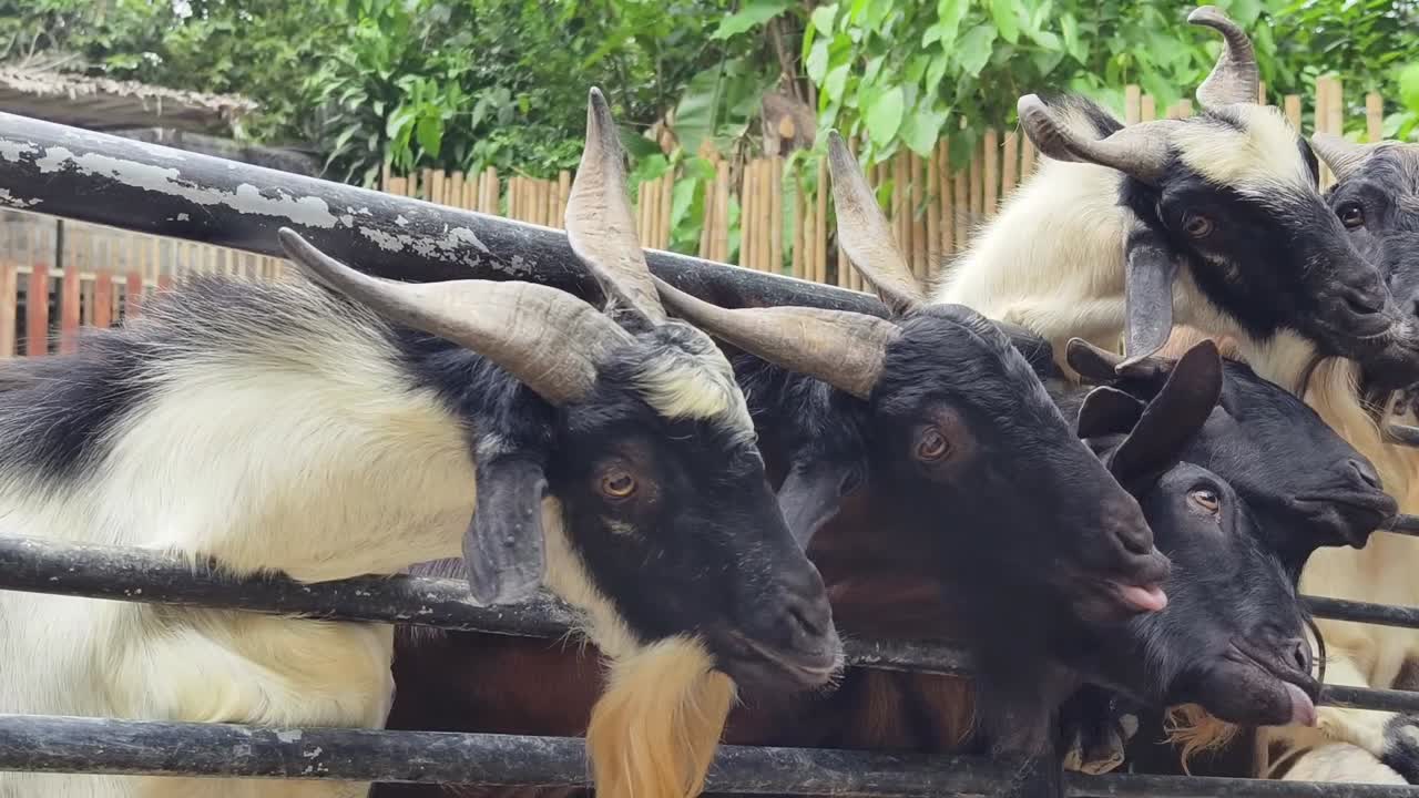 한 에 있는 염소 집단