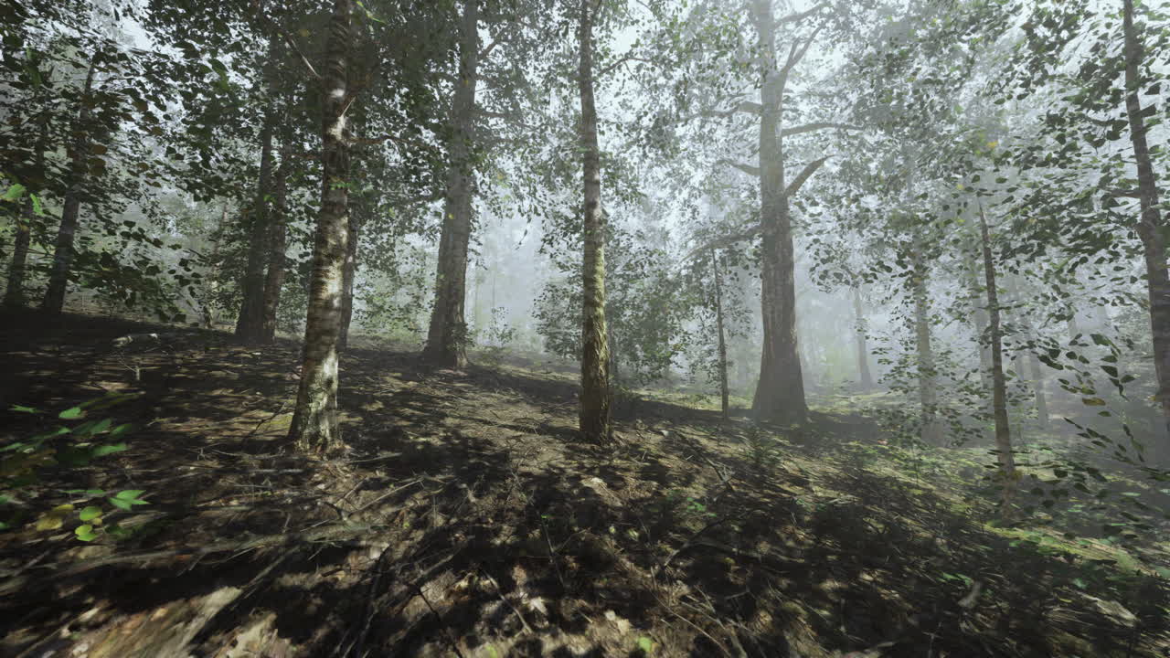 camino de bosque con niebla