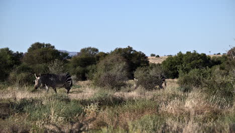 Cape-Mountain-Zebra-walking-in-line-between-shrubs-and-looking-at-camera,-Mountain-Zebra-N