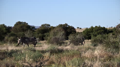 cape mountain zebra walking in line between shrubs and looking at camera, mountain zebra n