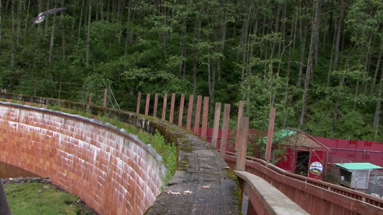 대담한 독수리가 돌담에서 음식을 움켜쥐고 비행을 계속합니다.