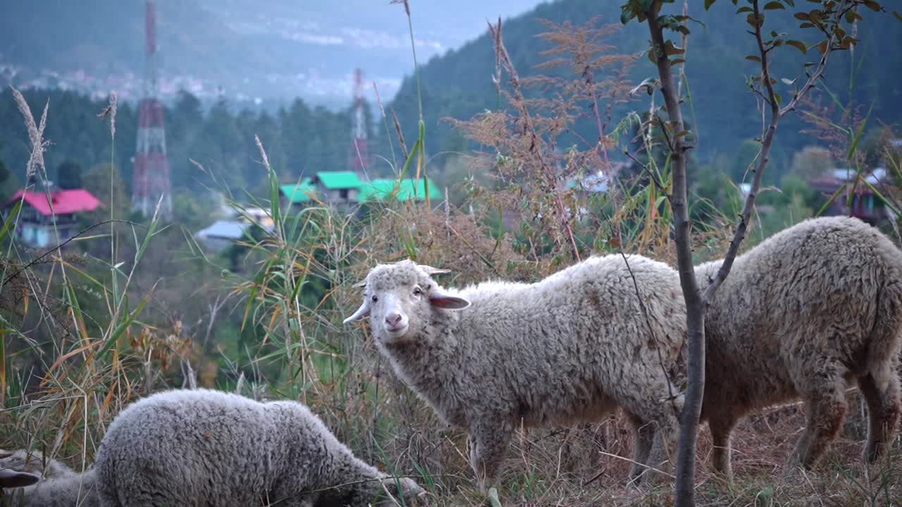 배경에 화려한 집들이 있는 들판에서 먹이를 먹고 있는 어린 양 떼